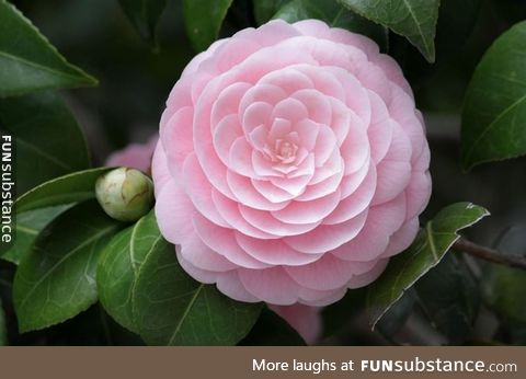 The perfection of Camelia flower