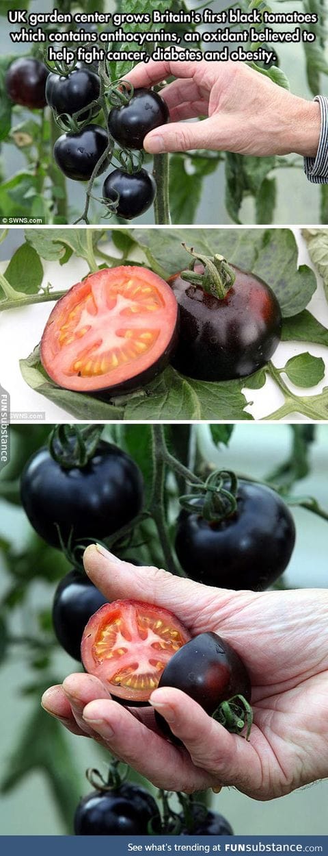 Dark tomatoes