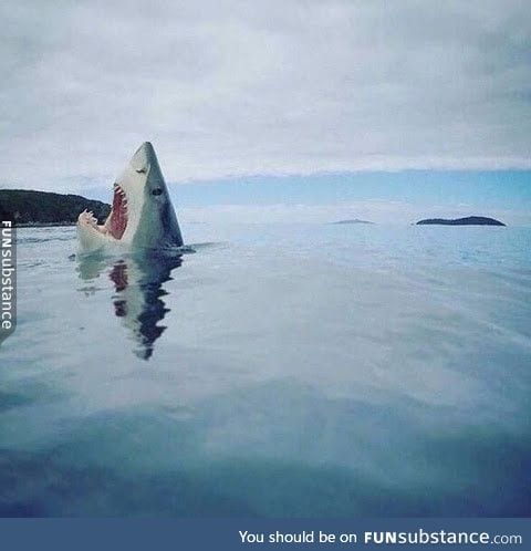 Shark stubbed its toe on a coral reef