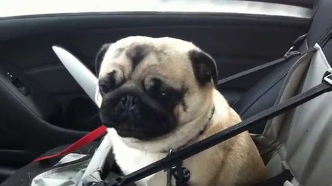 Cute lil pug loves Petsmart :)