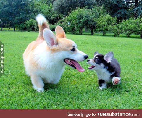 big corgo n smol corger do a play