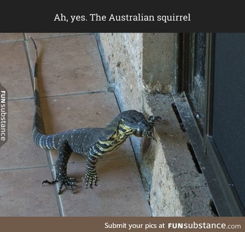 Ah, yes. The Australian squirrel