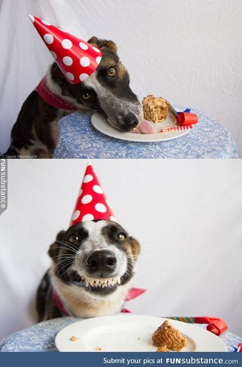 Dog's Birthday Party