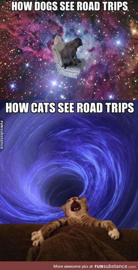 How your pets see road trips