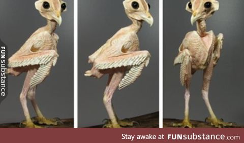 Ever wondered what an owl without feathers would look like?