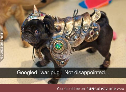 The war pug