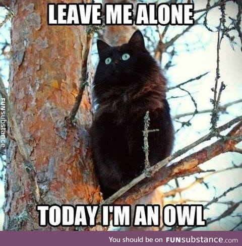 Meowl!