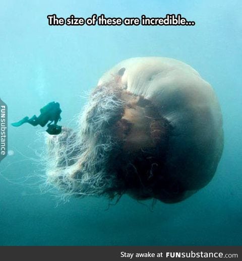 Diver finds monster jellyfish