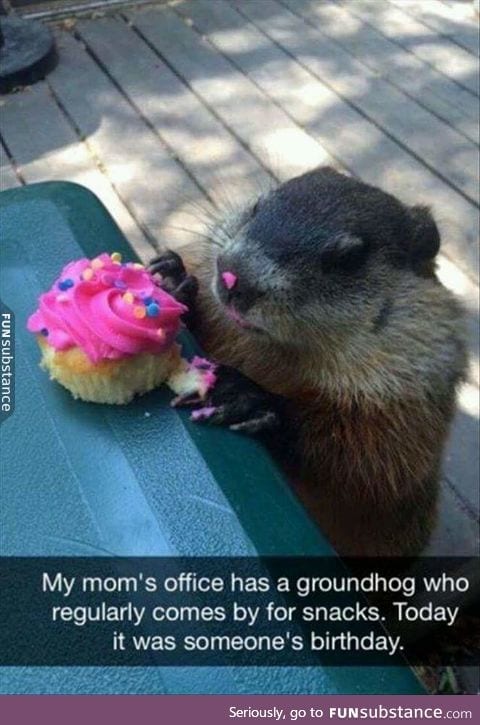 Groundhog does a yum