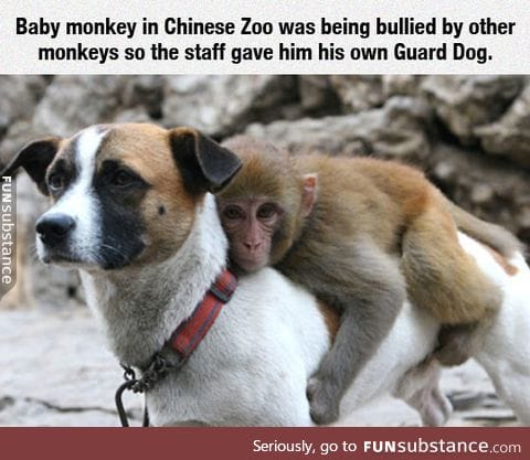 The baby monkey protector