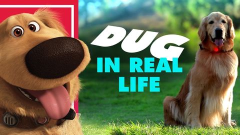 Pixar’s Dug the Talking Dog In Real Life