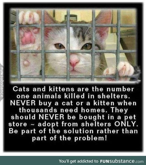 Save the Cats