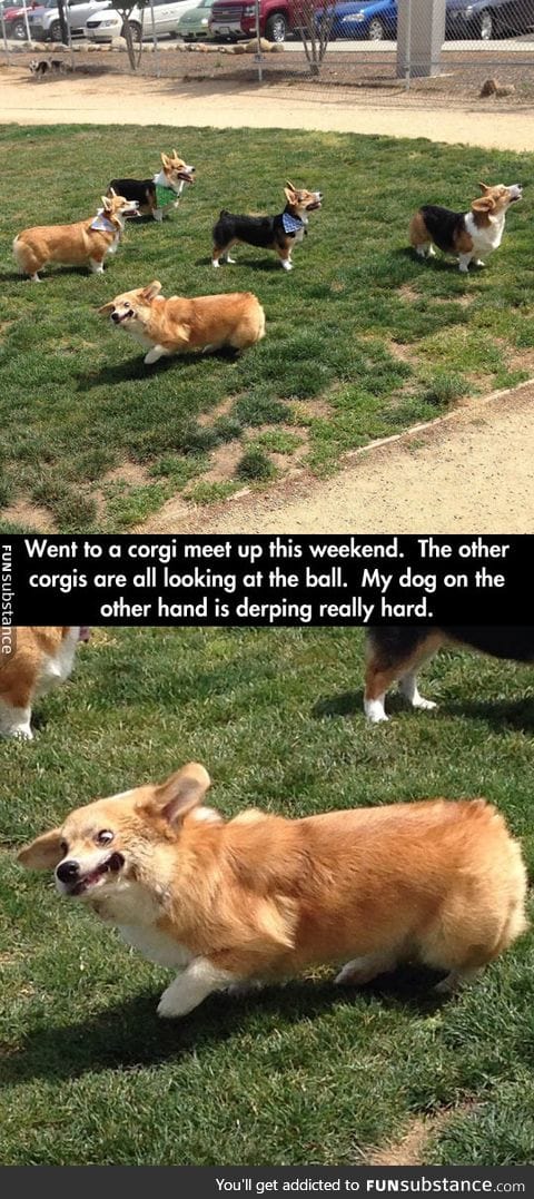 Corgi special meet up