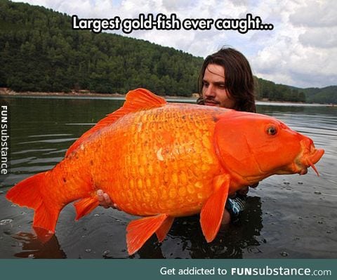 Giant orange koi carp
