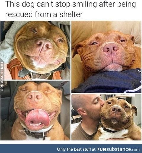 Saved dog