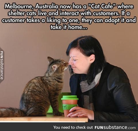 The cat cafe in melbourne