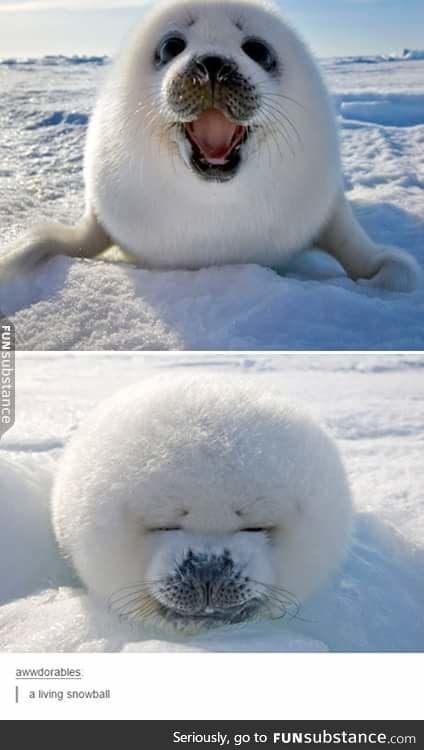 In case of bad day, have this happy cotton ball