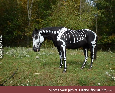 Horse is ready for Halloween.