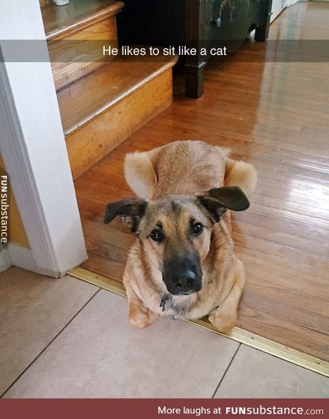 Doggo does a cat