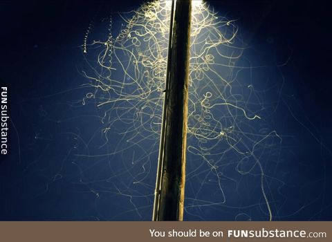 Long exposure of bugs under a street lamp