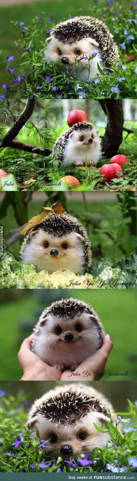 Happy hedgehog