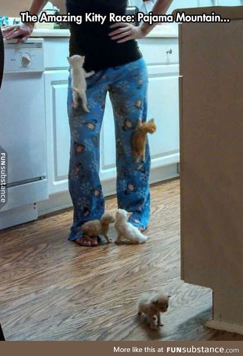 Velcro kitties