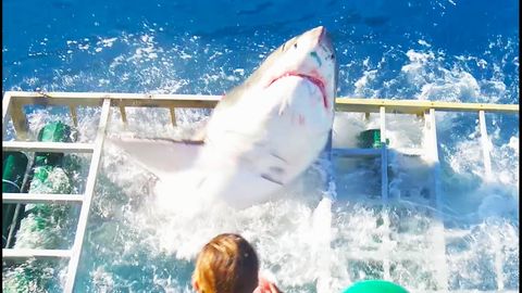 Shark almost kills diver when it breached the cage