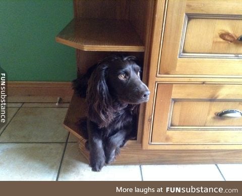 v long pupper doin a shelf