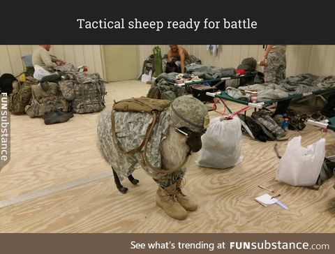 It's a battle sheep