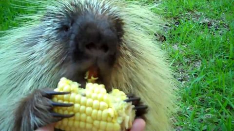 Porcupines make adorable noises