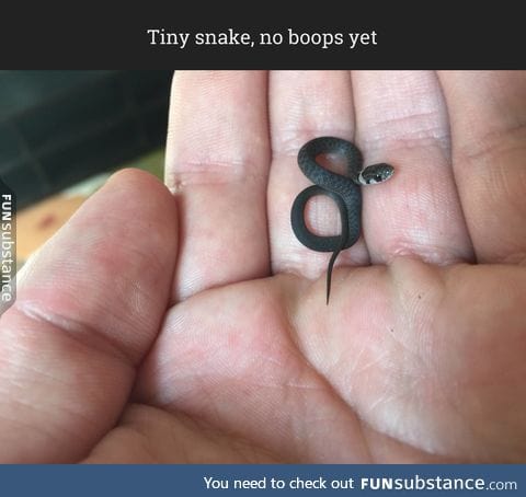 Tiny snake, no boops yet