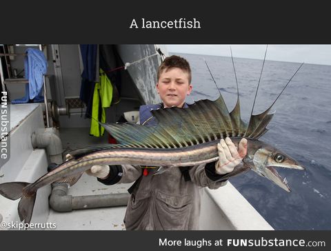 A lancetfish