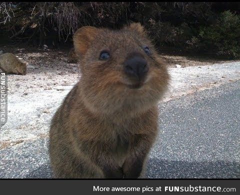 Meet the Quokka, Australia's Happiest Animal :)