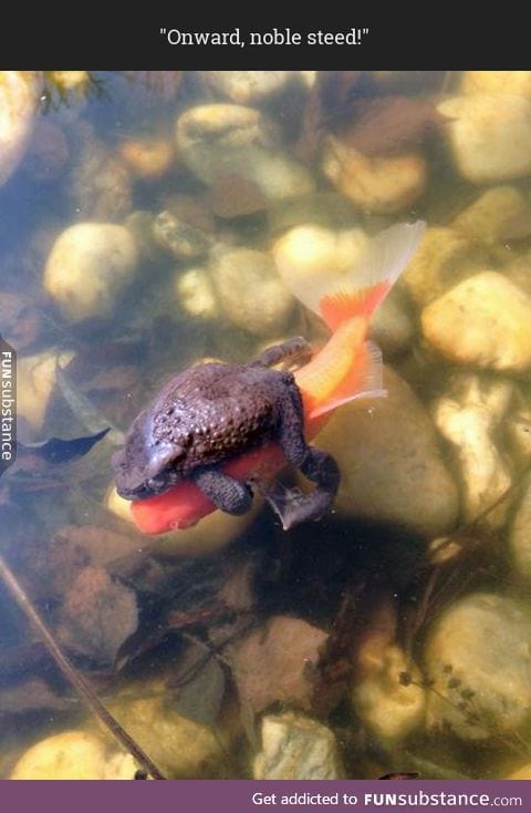 You can actually ride a fish