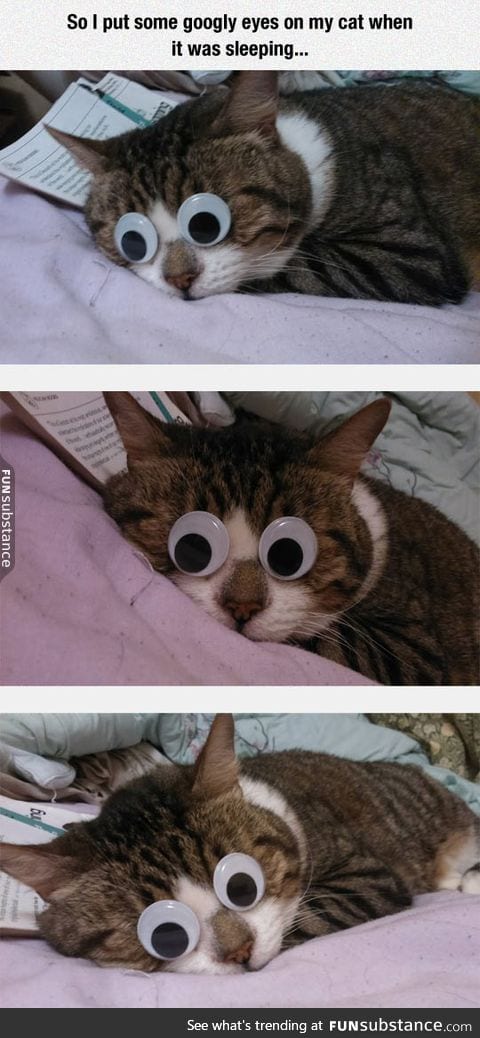 Googly kitty