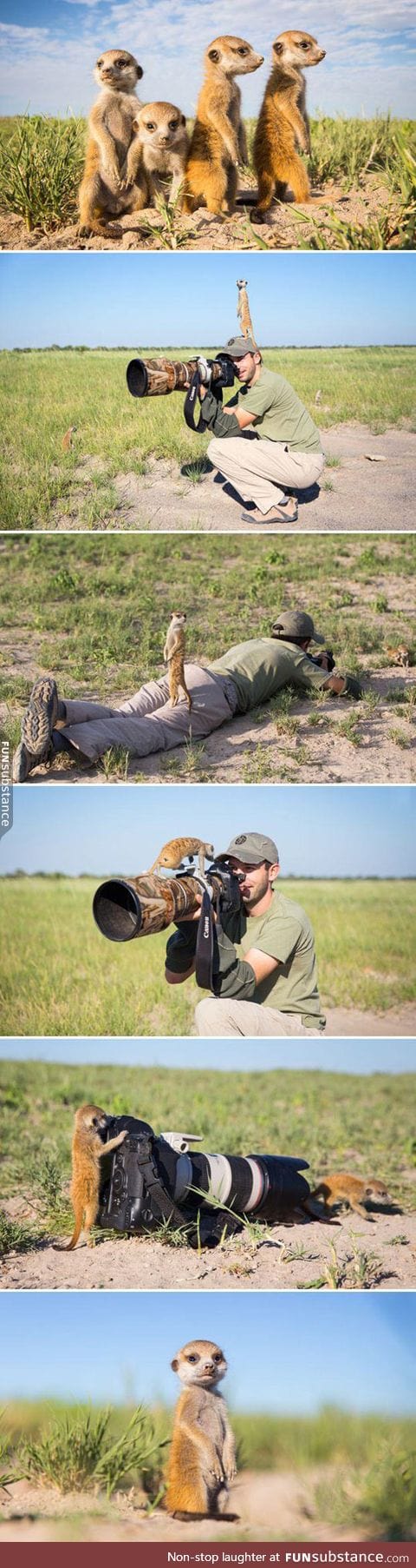 Baby meerkats meet photographer