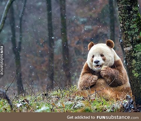 Qizai, the only brown panda in the world!