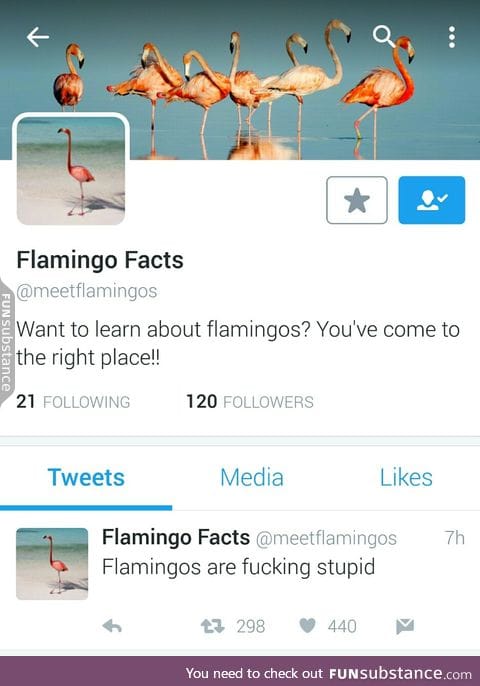 Poor flamingos :(