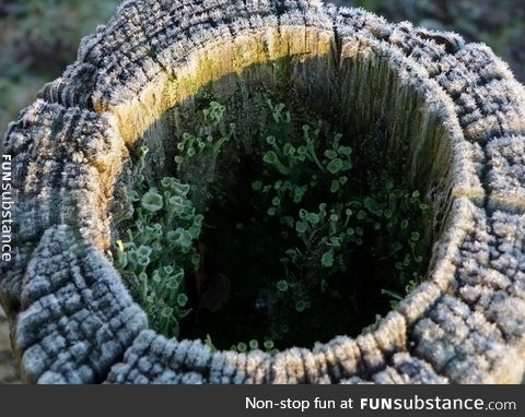 Lichen colony in a frozen fence post