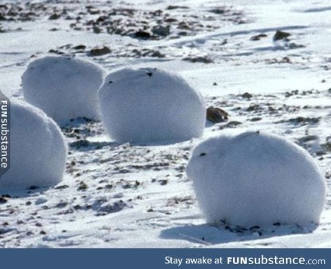 Arctic bunnies