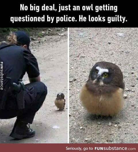 Am I being detained, hooman?