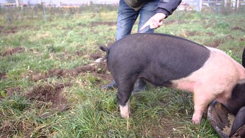How to straigthen a pig's tail