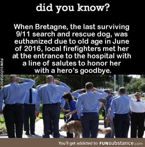 Last respect for the rescue dog