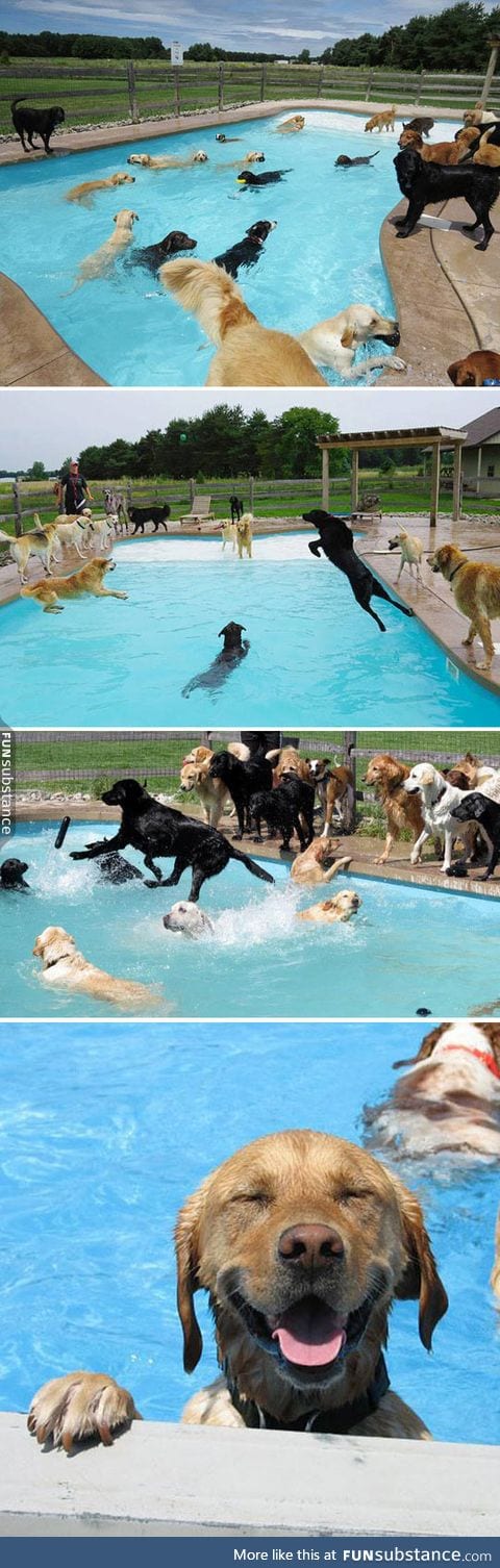 Pool party for dogs