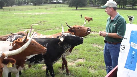 Miniature cows are a thing, and they are extraordinarily cute