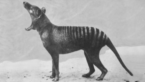 Rare footage of extinct animals