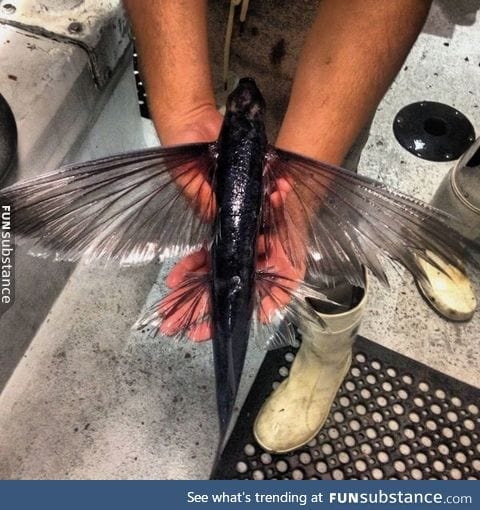 A flying fish