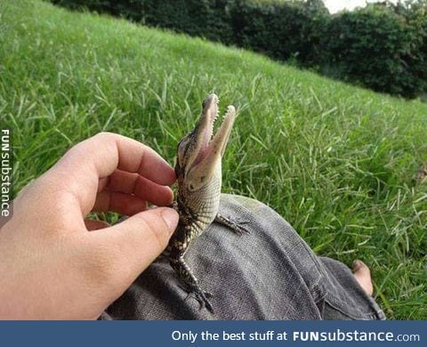 Even tiny gators need snuggles