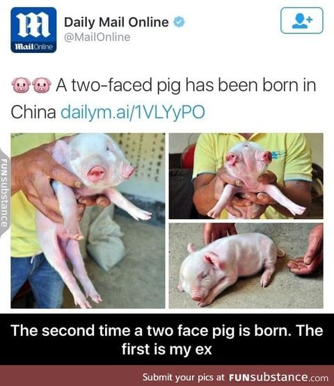 Two faced pig