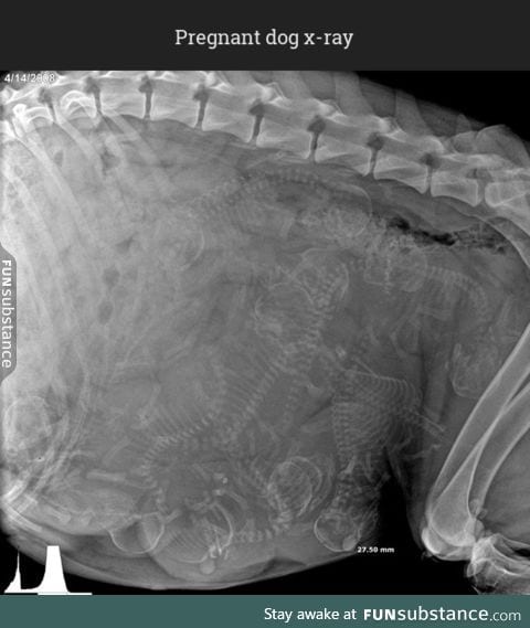 Pregnant dog x-ray